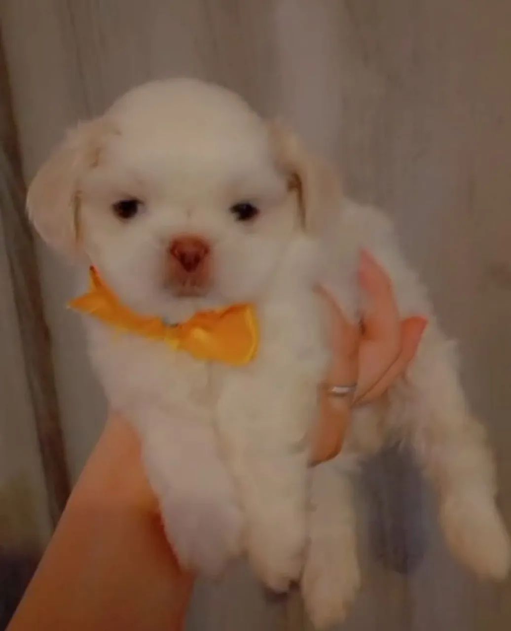 Shitzu  macho Branco sólido nariz chocolate 