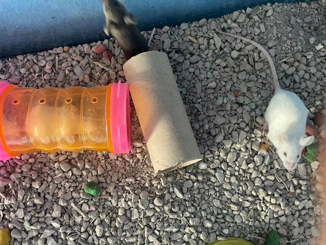 I have a mouse available64961612398977123