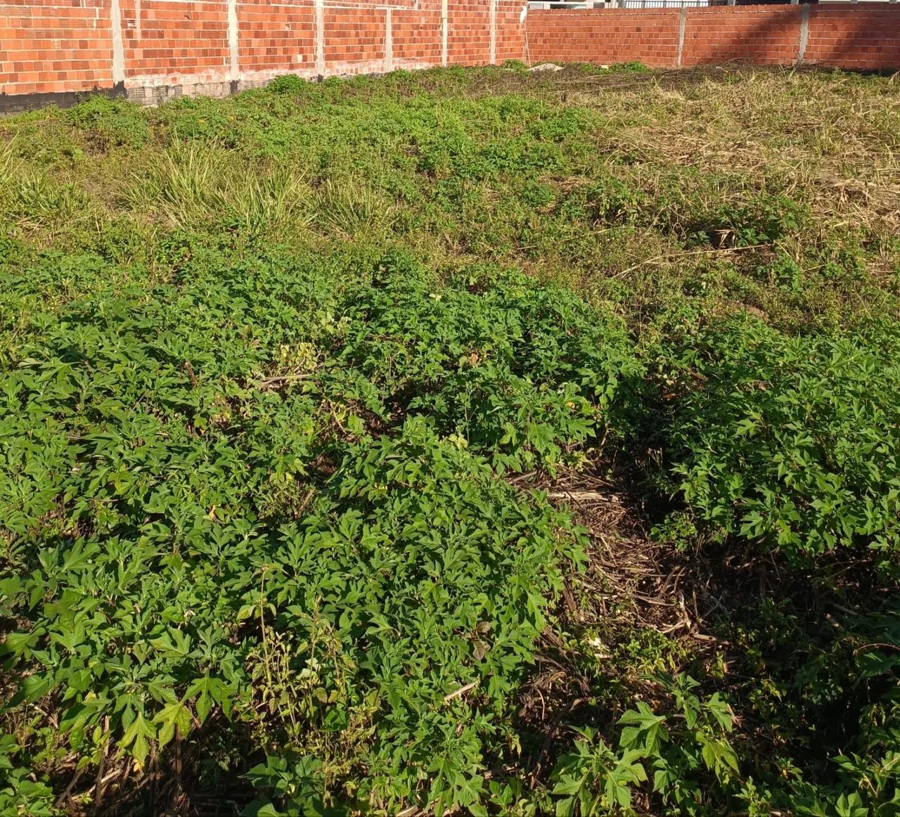 Foto - Brasília - Guará II
