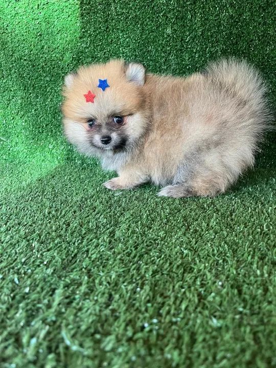 Lulu da pomerania macho - caramelo cor espetacular 