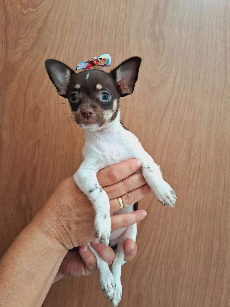 Chihuahua Fêmea  - Foto 2