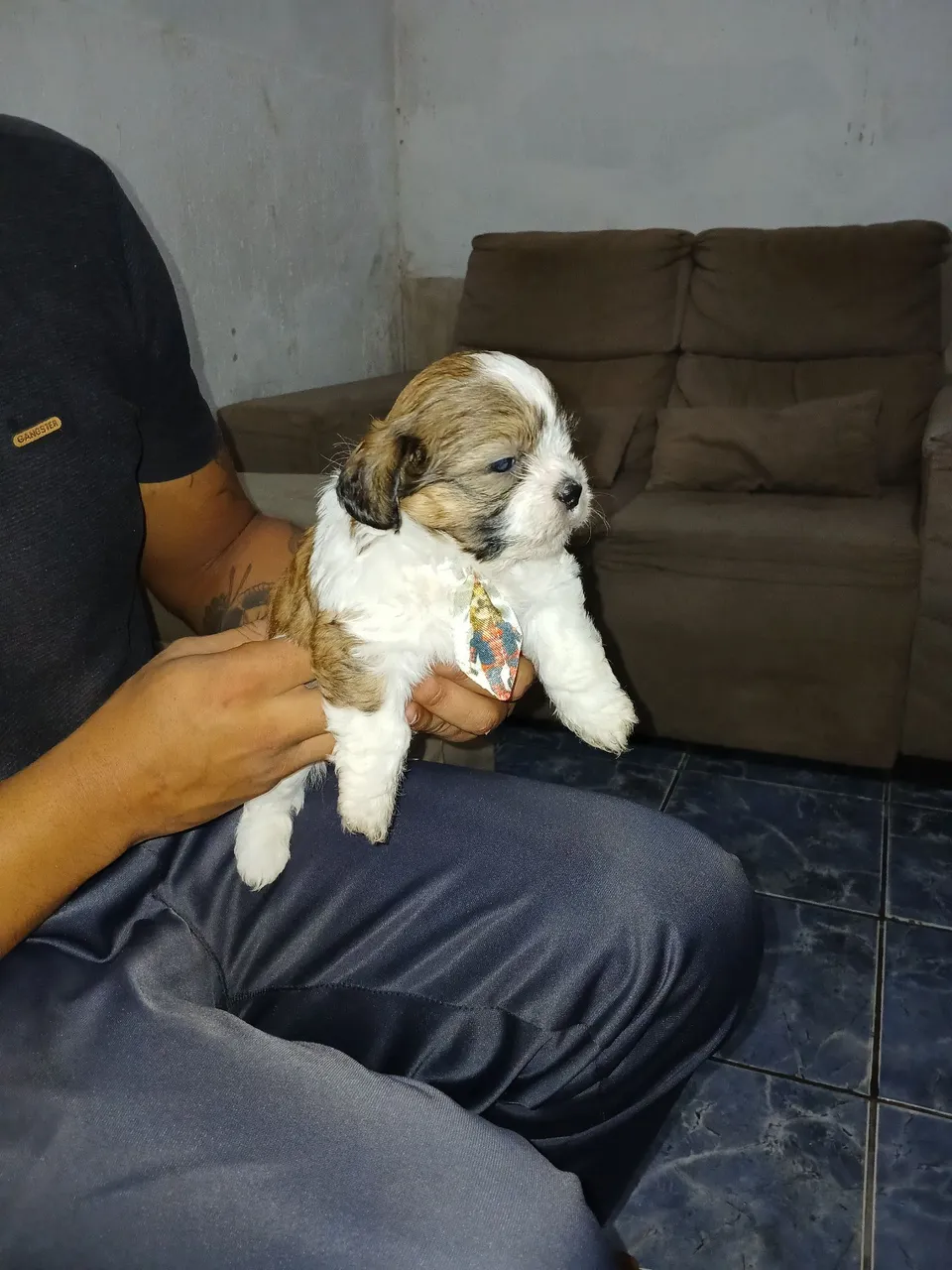 Filhote lhasa apso