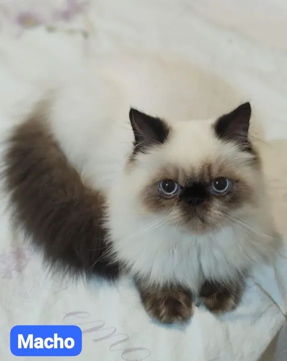 Filhotes de gatos persas Joinville/ Blumenau/ bc - Foto 2