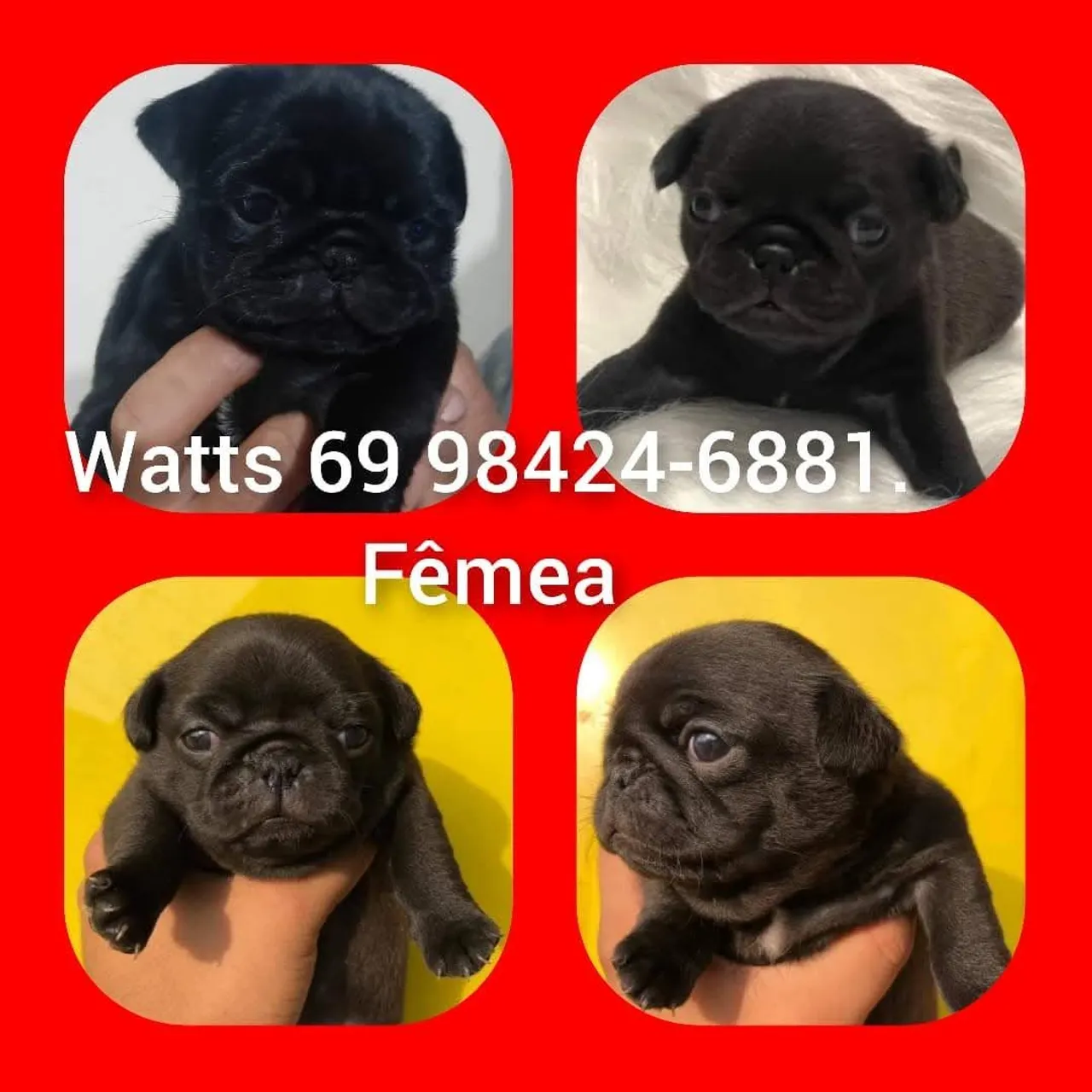 Filhote de Pug Fêmea com pedigree