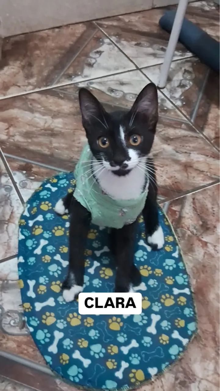 Gatinhas para adoção  - Foto 5