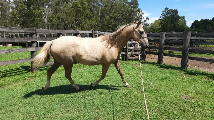 Cavalo baio