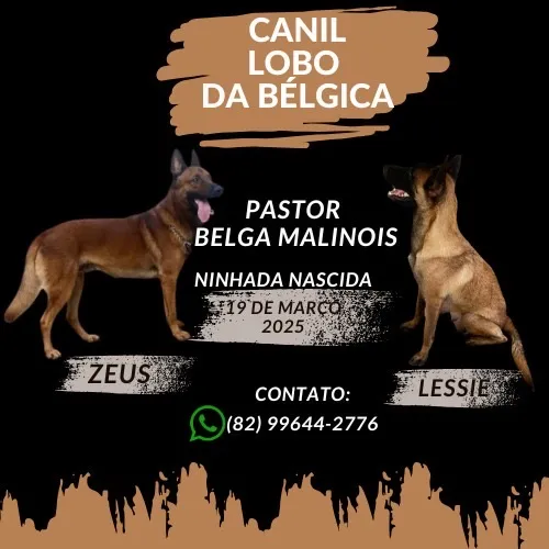 Filhotes Pastor Belga Malinois - Nascidos em 19/03/2025