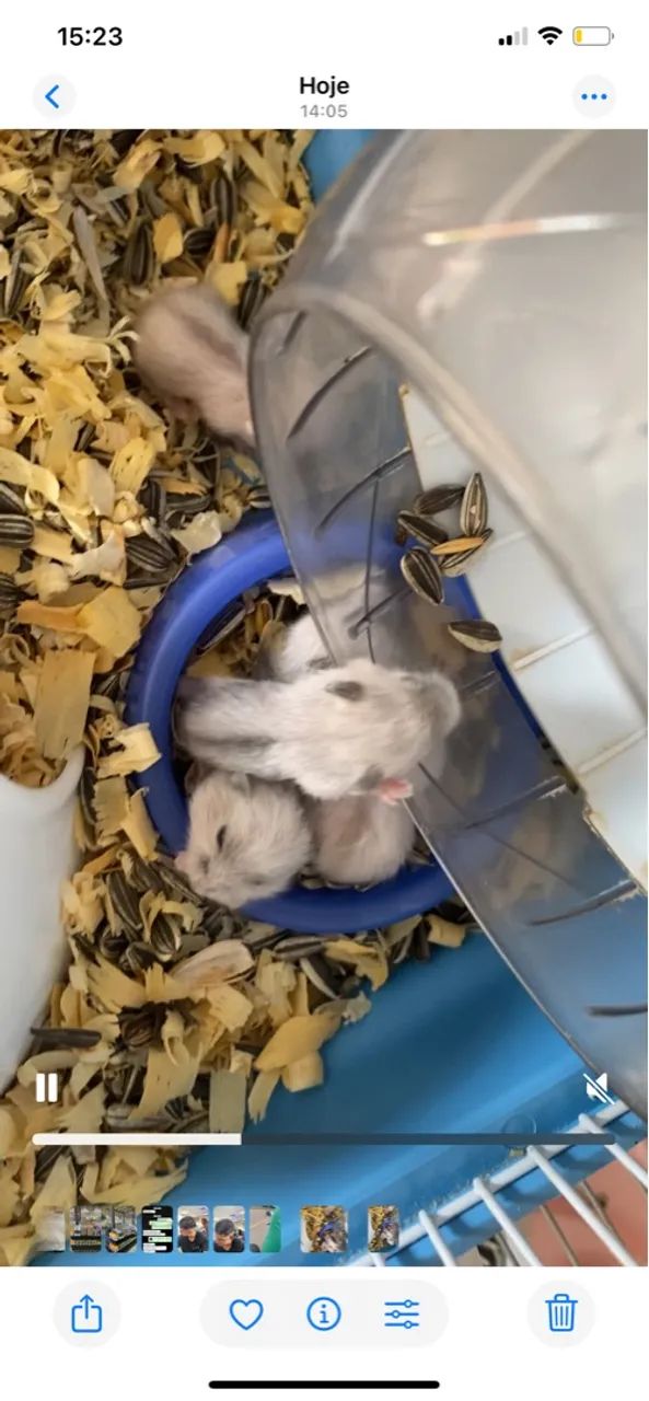 6 hamster filhotes ( 14 dias de vida )