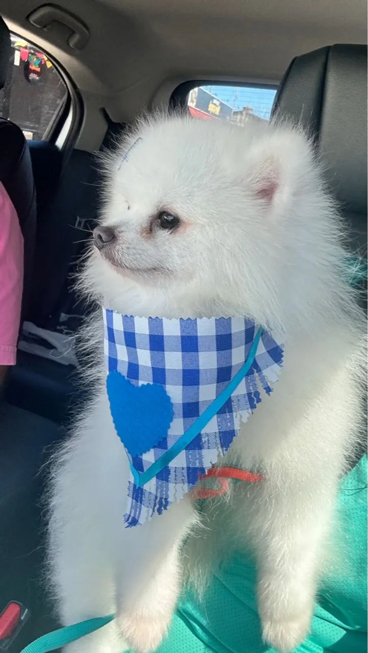 Procuro cruza para Lulu da pomerania 