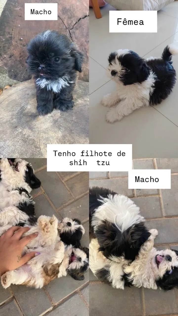 Vendo filhote de shih thz