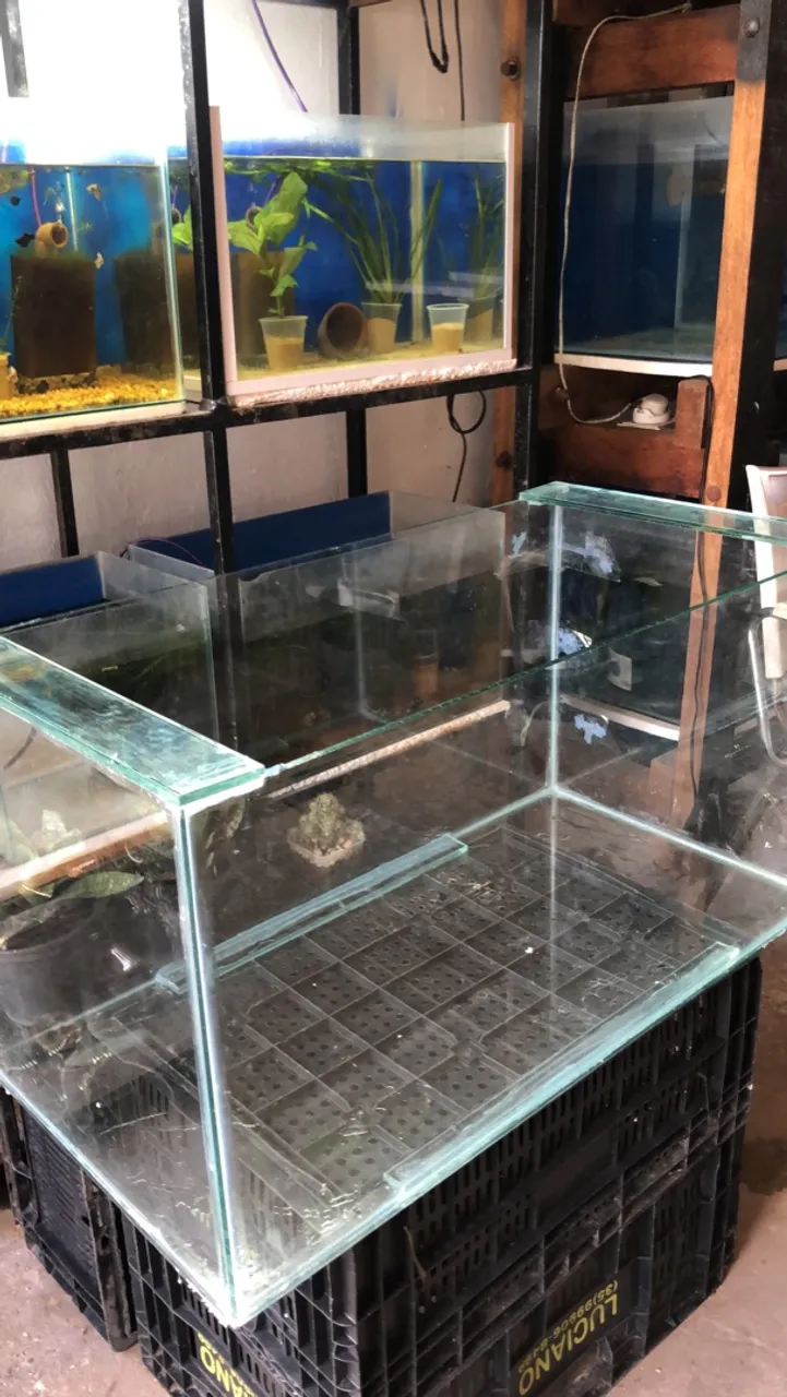 Aquario peixes