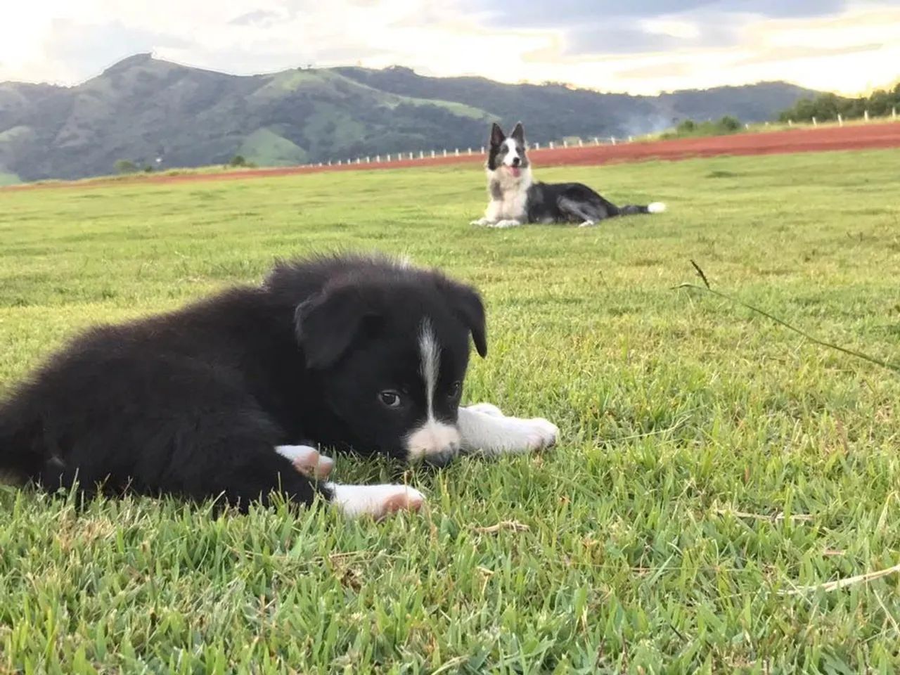 Border Collie encantadores