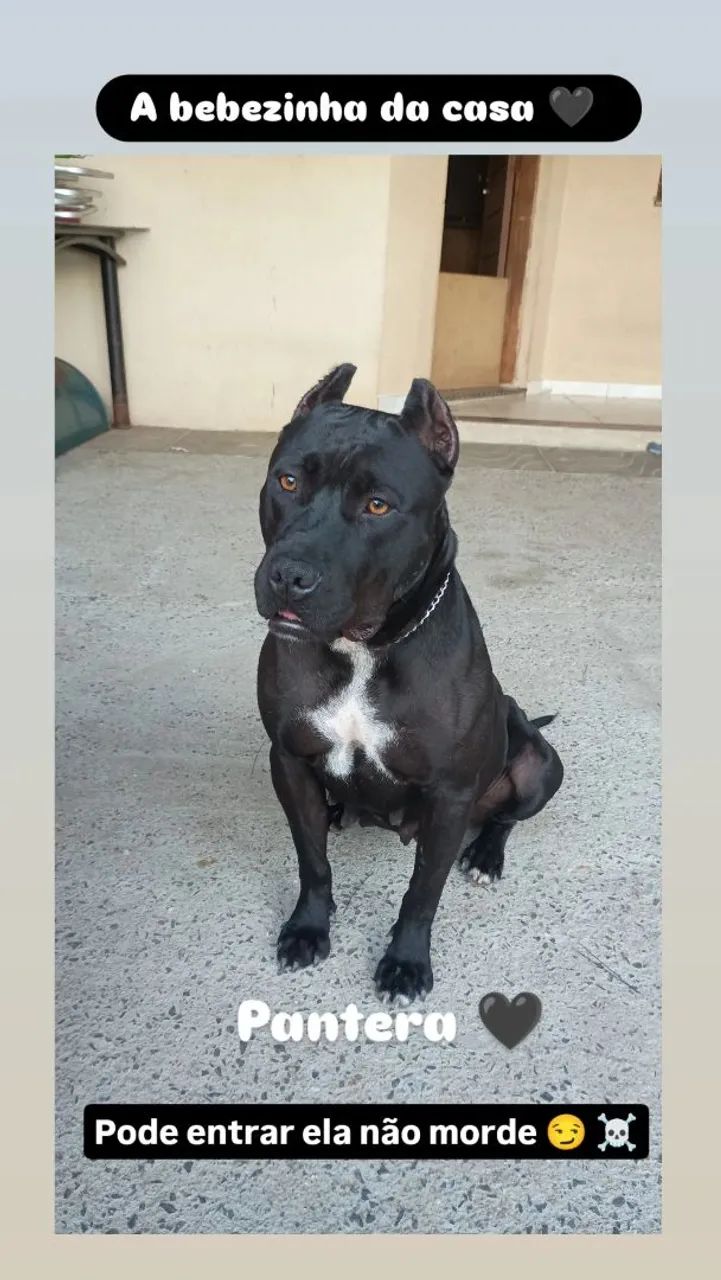 Filhote Pitbull APBT  - Foto 2