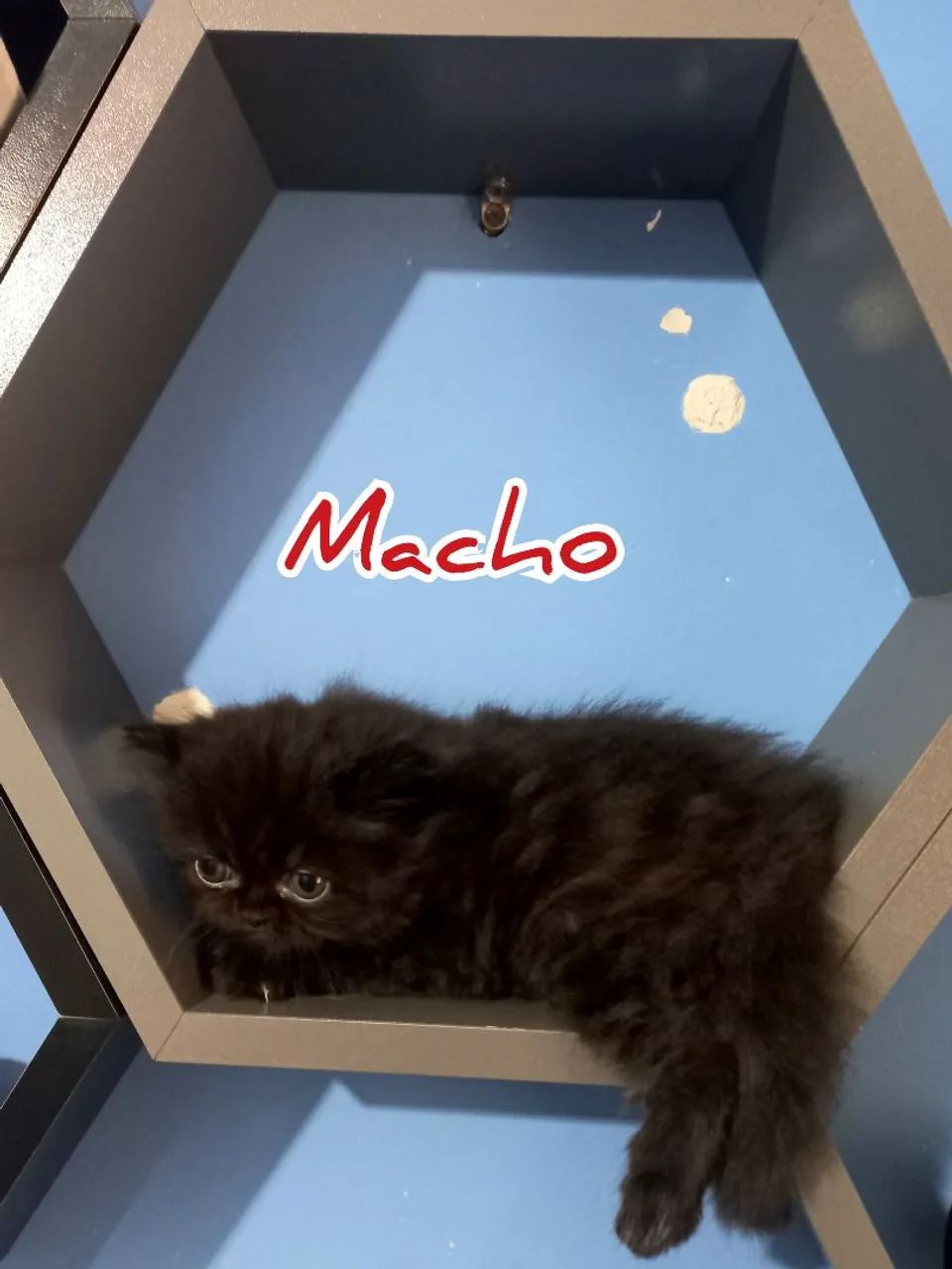 Filhotes de Gatos Persas64313863683203120