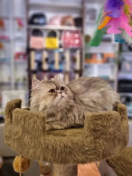 Gatos PERSA para venda - Foto 2