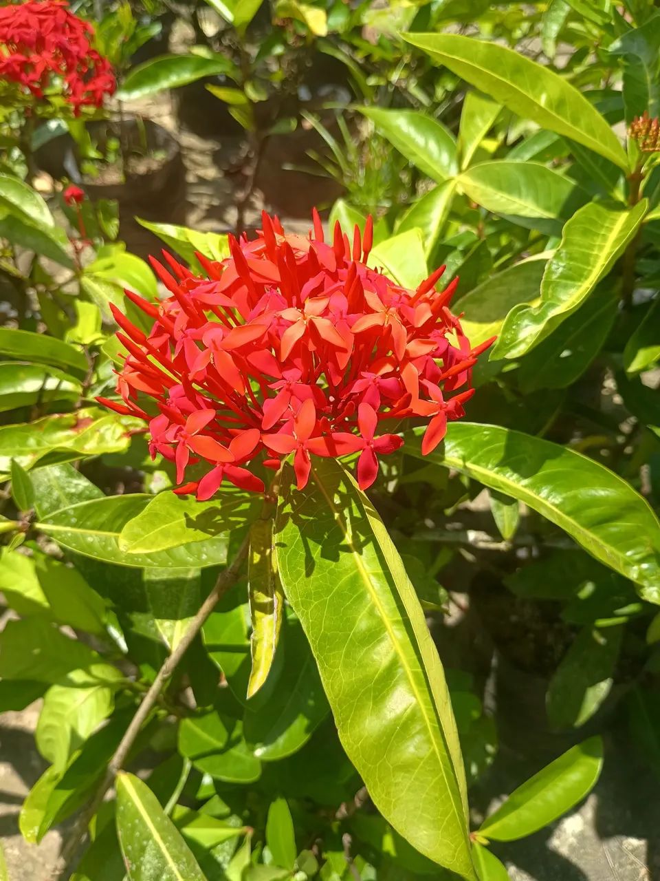 Ixoria imperial 