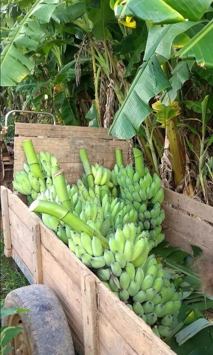 Muda de banana prata embrapa pacovan 