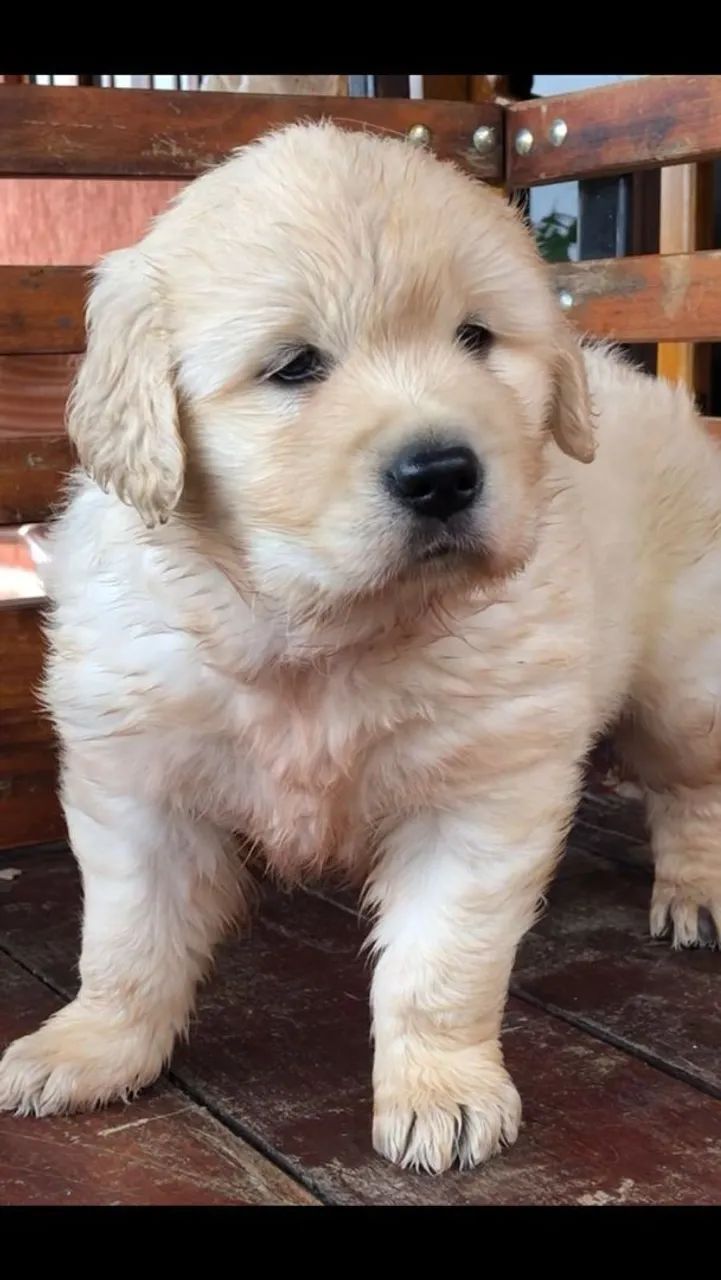 Filhote Golden Retriever -Para quem busca um pet super ativo 