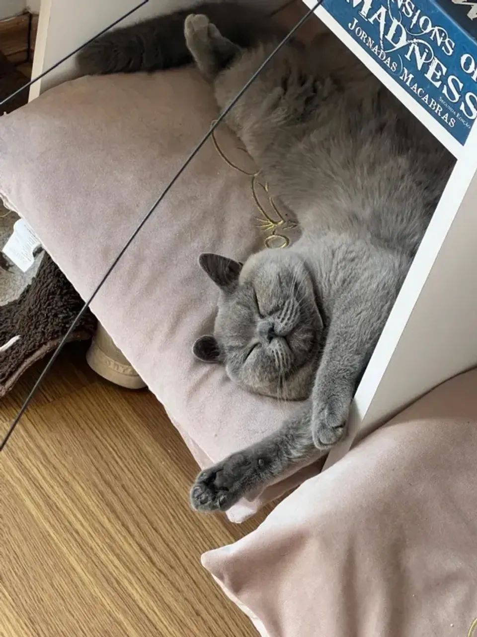 Vende-se dois gatinhos British Shorthair com pedigree INTERNACIONAL - Foto 2