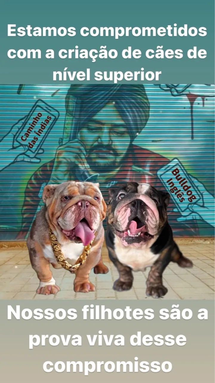? Bulldog Inglês Exótico - Linhagem Importada e Entrega no Mato Grosso ?