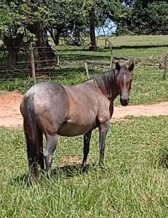Égua quarto de milha diferenciada