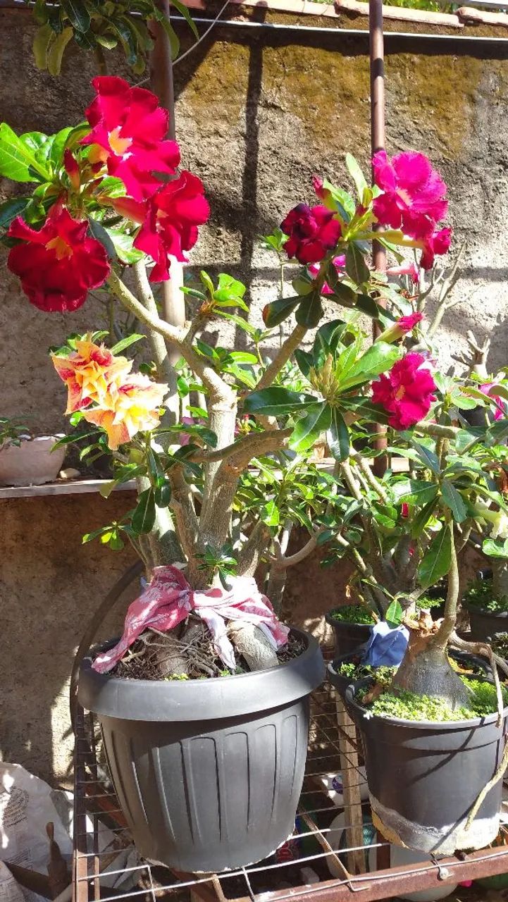 Desert roses63824580877441122