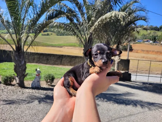 Pinscher Mini, Macho & Fêmea. Bem pequenos! Usando tapete higiênico, entrego na sua cidade