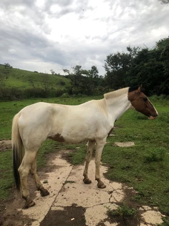 Égua Pampa Marcha Picada 7 anos - Foto 6