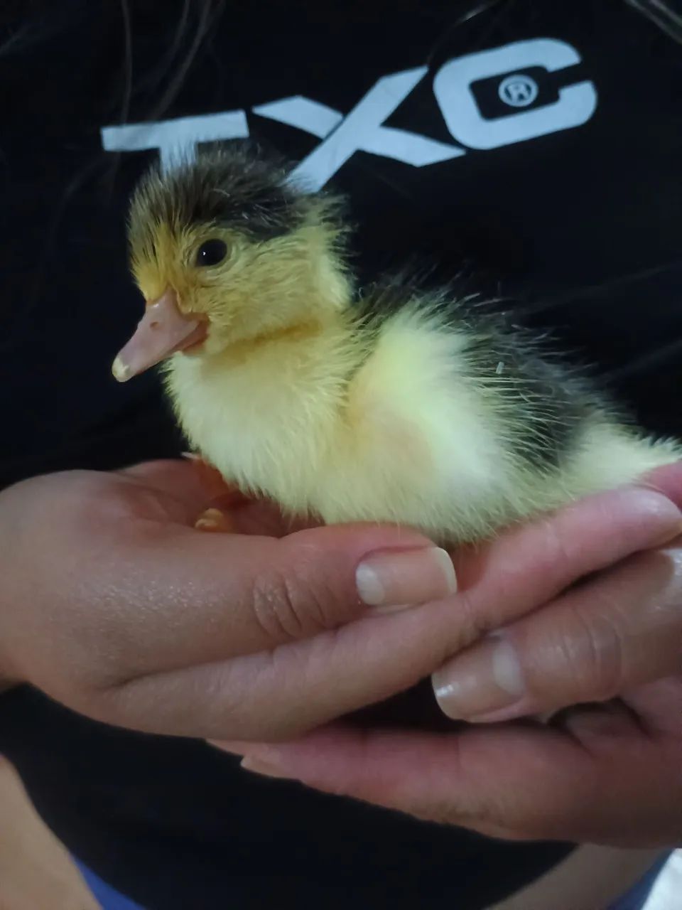 Filhotes de Pato - Foto 5