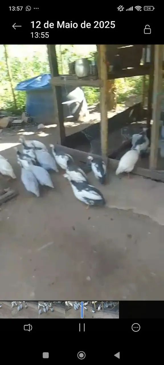 Galinhas d'Angola - Foto 5
