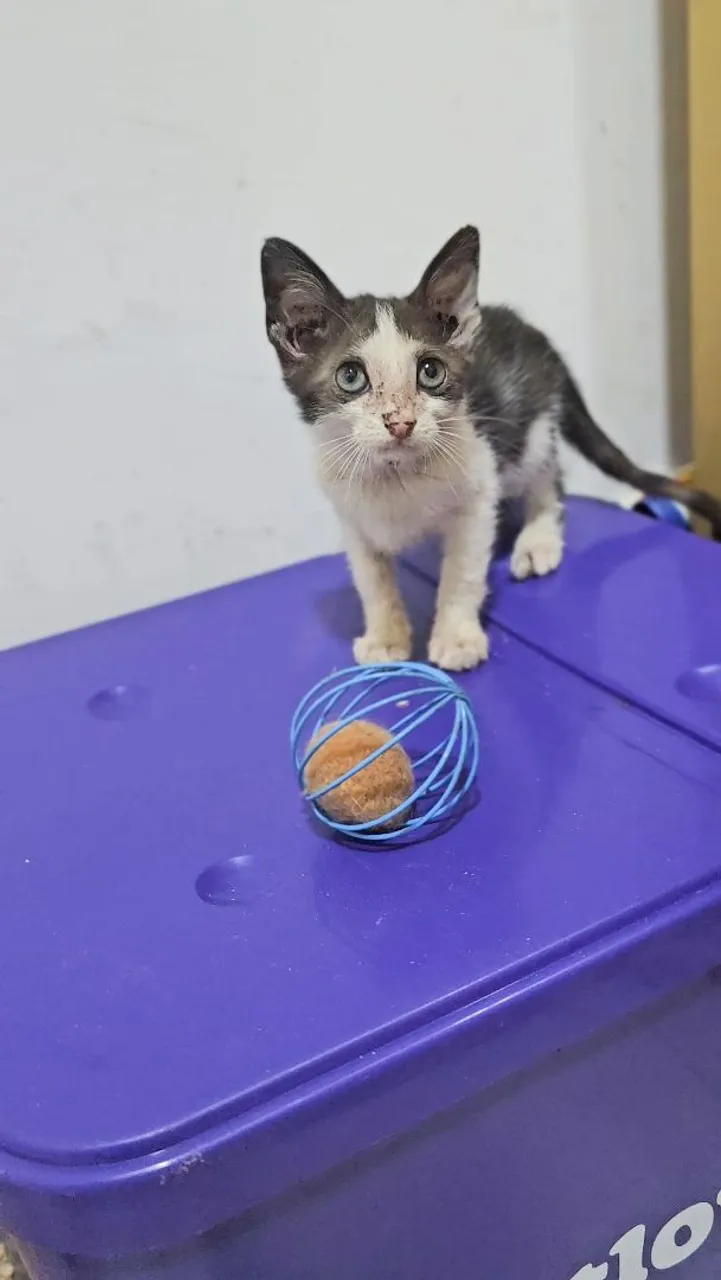 Gatinho macho pra doação em Arapiraca
