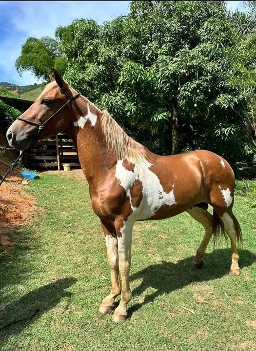 Cavalo novo 2 anos macha picada 