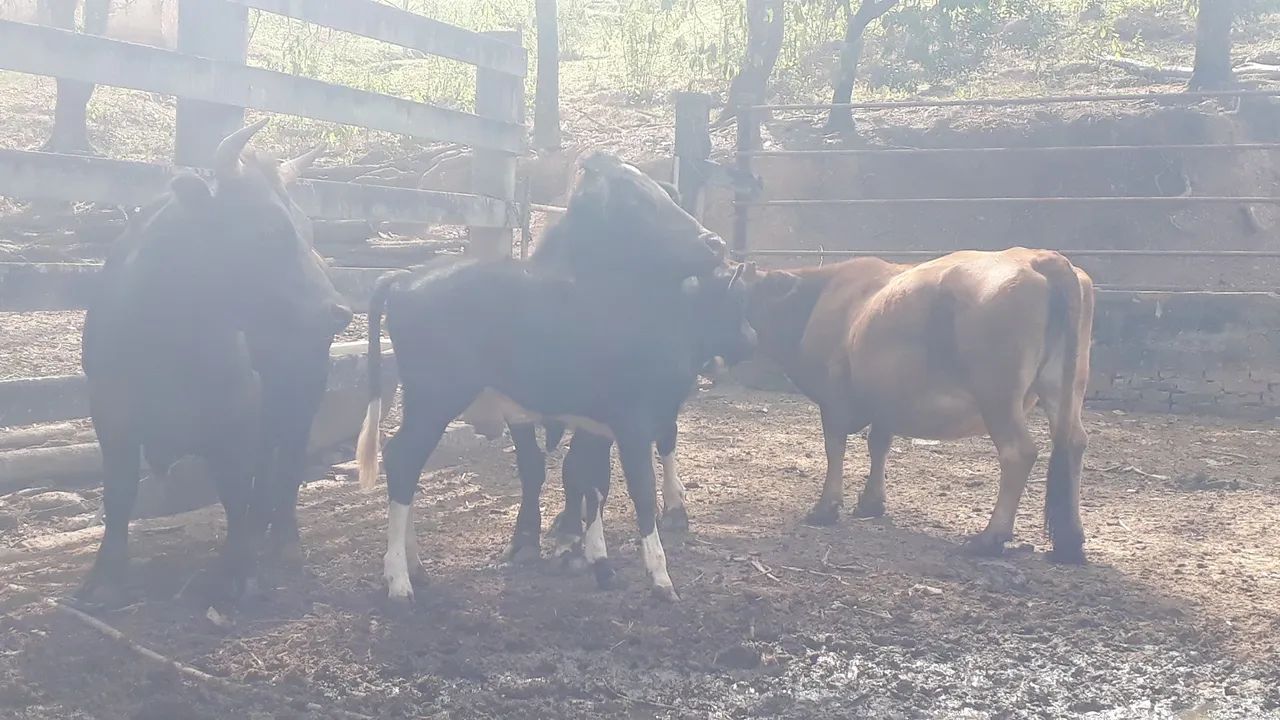 Mini Vacas e mini boi - Foto 3