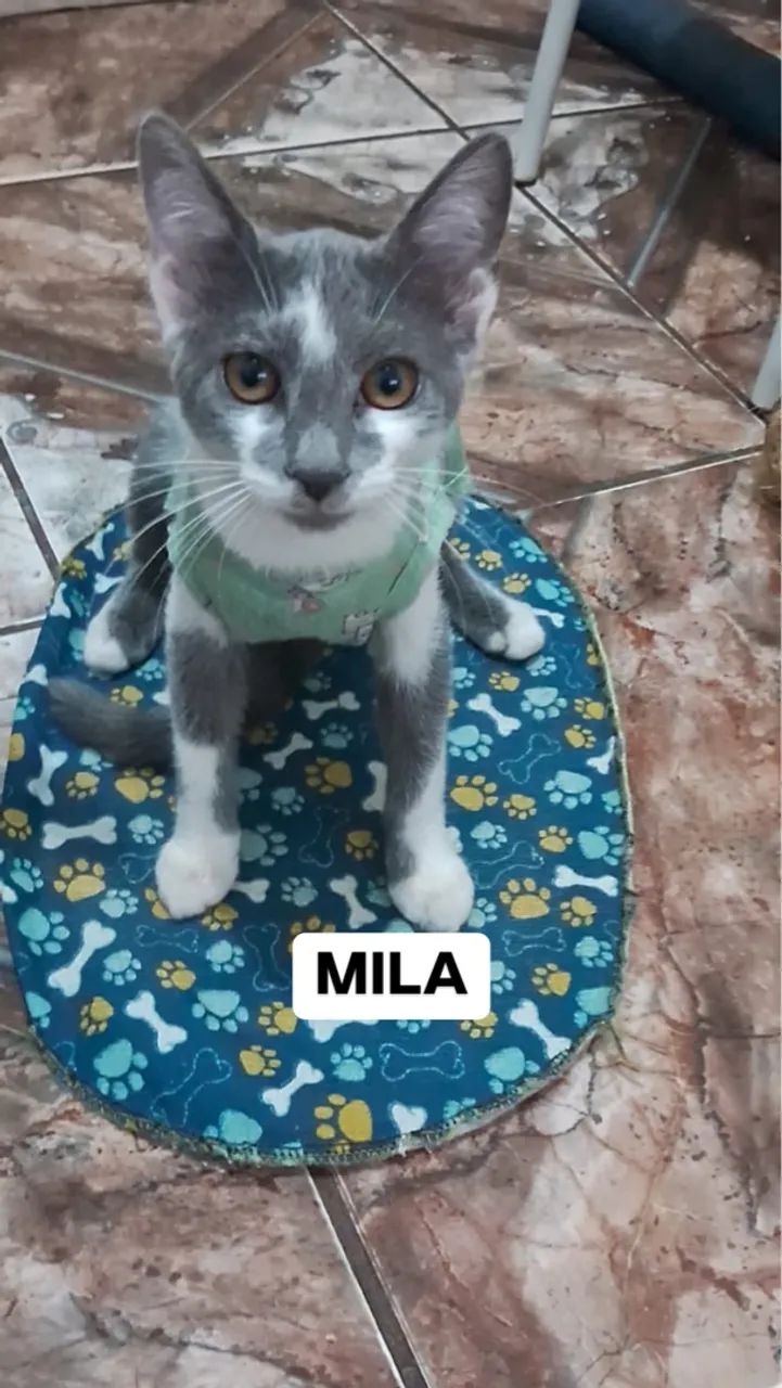 Gatinhas para adoção  - Foto 3