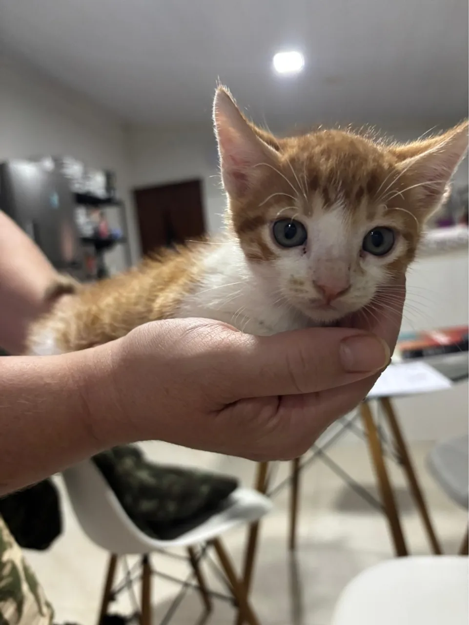 Adoção responsável gato filhote