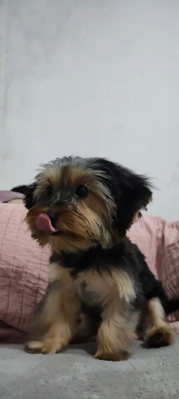 Yorkshire Mini (macho) 7 meses64309469792130122
