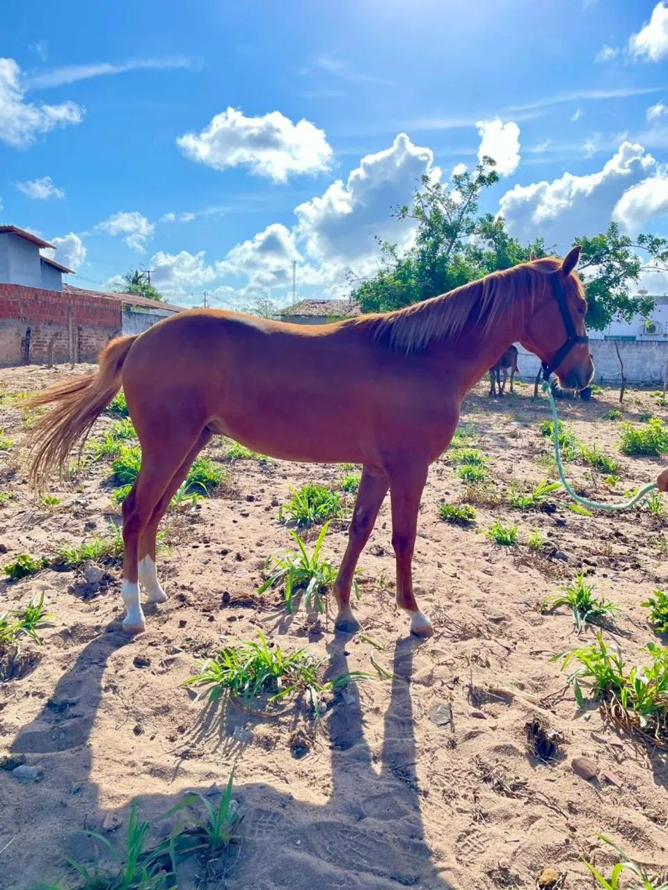 Vende-se ou Troca Potro! - Foto 2