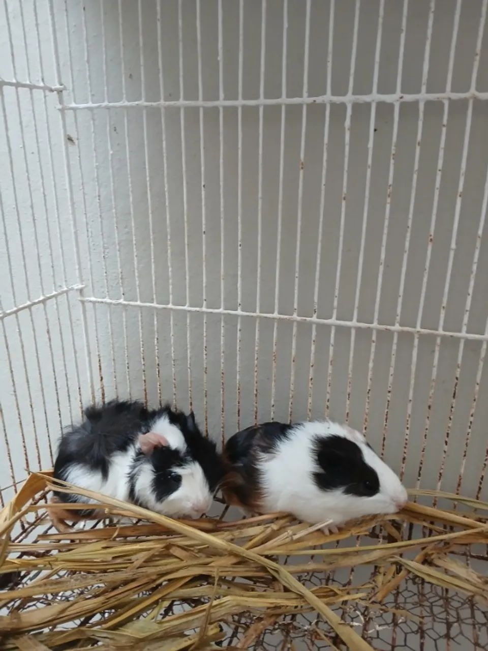 ADOAÇÃO RESPONSÁVEL - porquinhos-da-índia