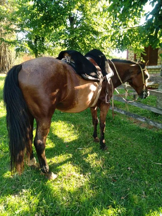 LINDO CAVALO, CRIOULO, CONFIRMADO, DE LAÇO. - Foto 3