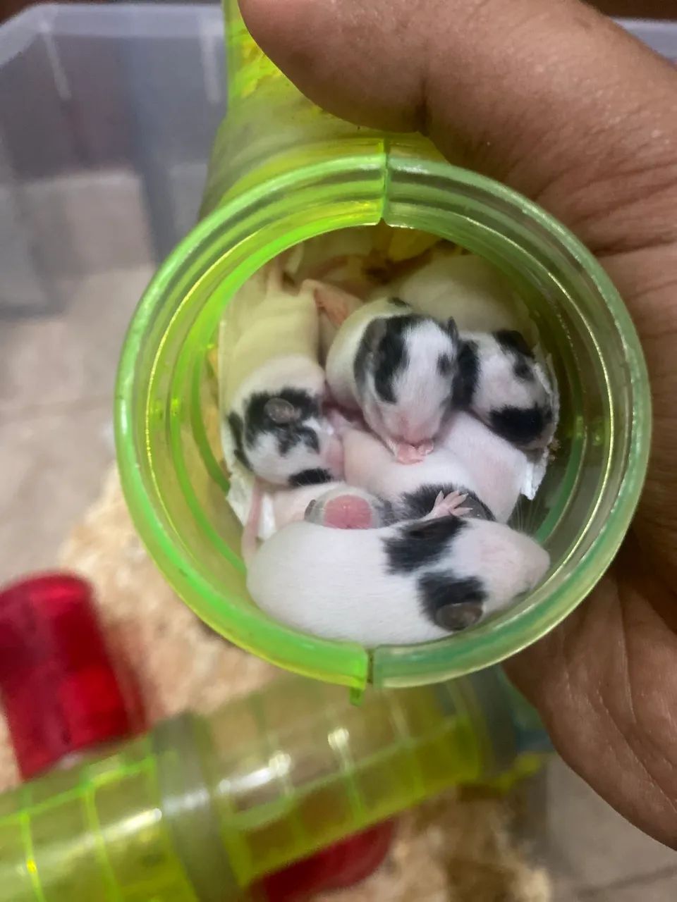 Camundongo Topolino  - Foto 2