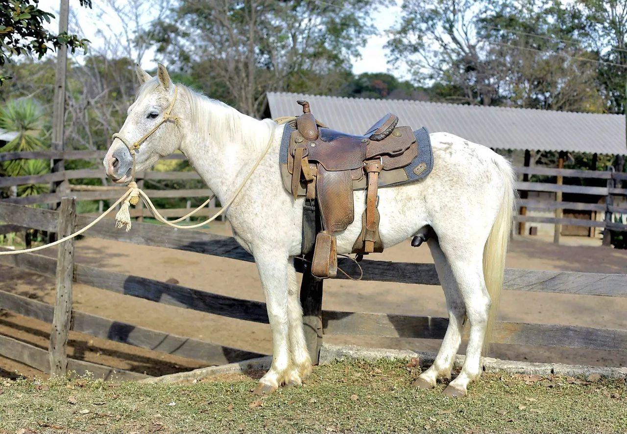 Cavalo Quarto de Milha 