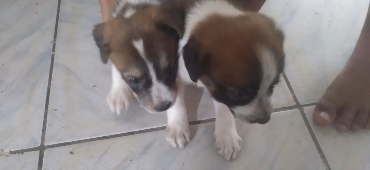 Dois filhotes de cachorro - Foto 2