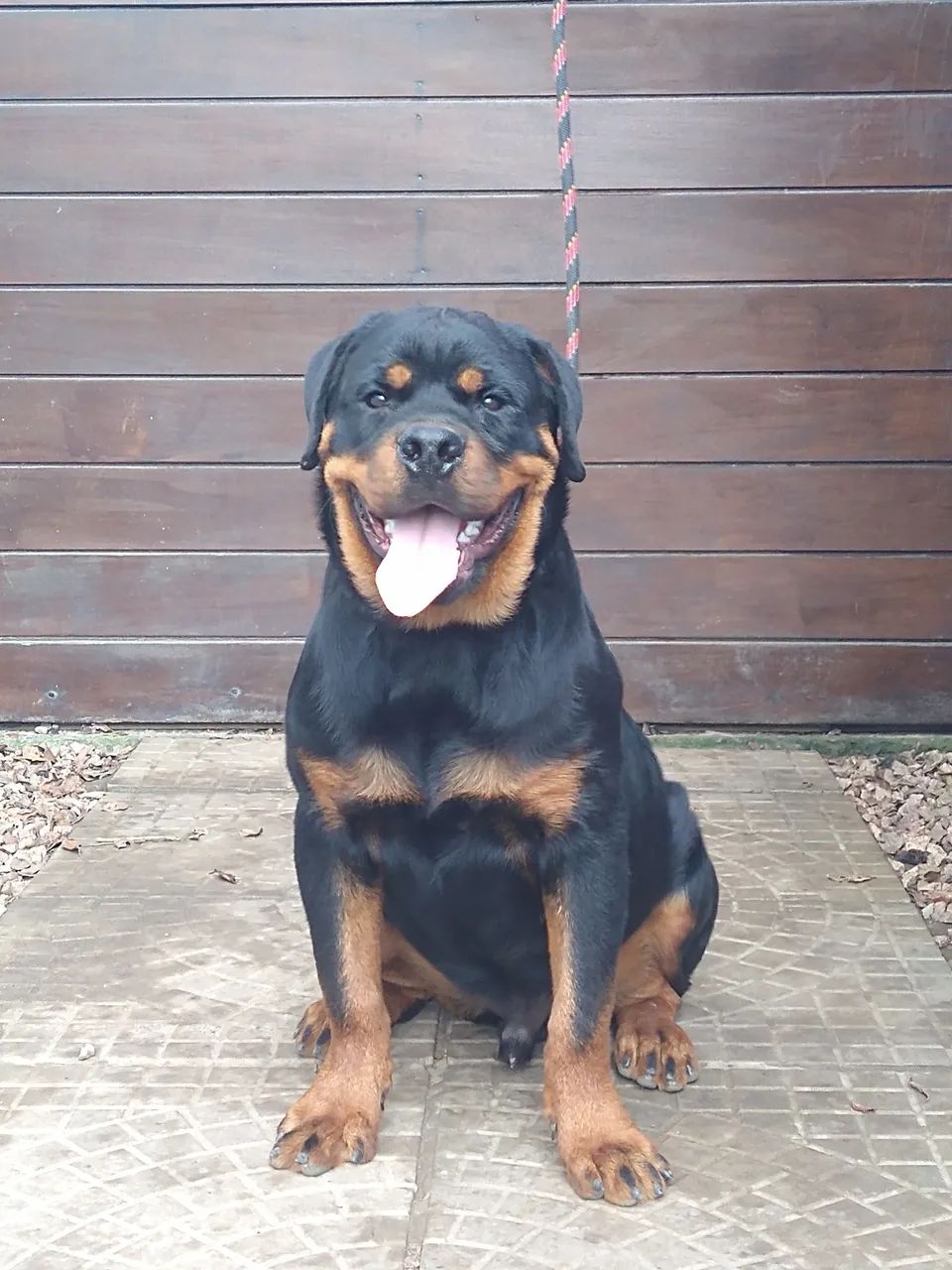 Macho de rottweiler 6 meses CBKC  - Foto 3