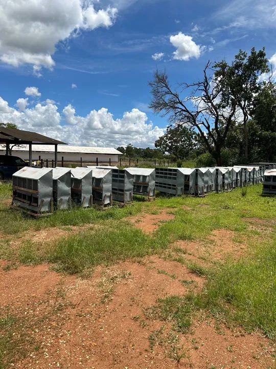 Ninho para Galinhas - 10 Divisórias - Foto 3