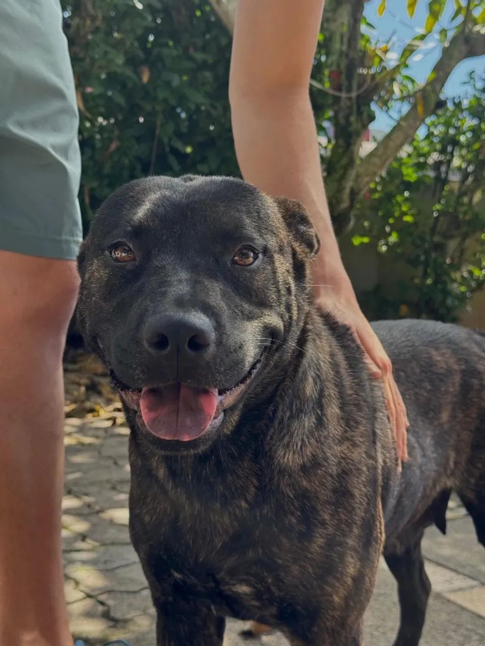 Cachorra para adoção responsável 