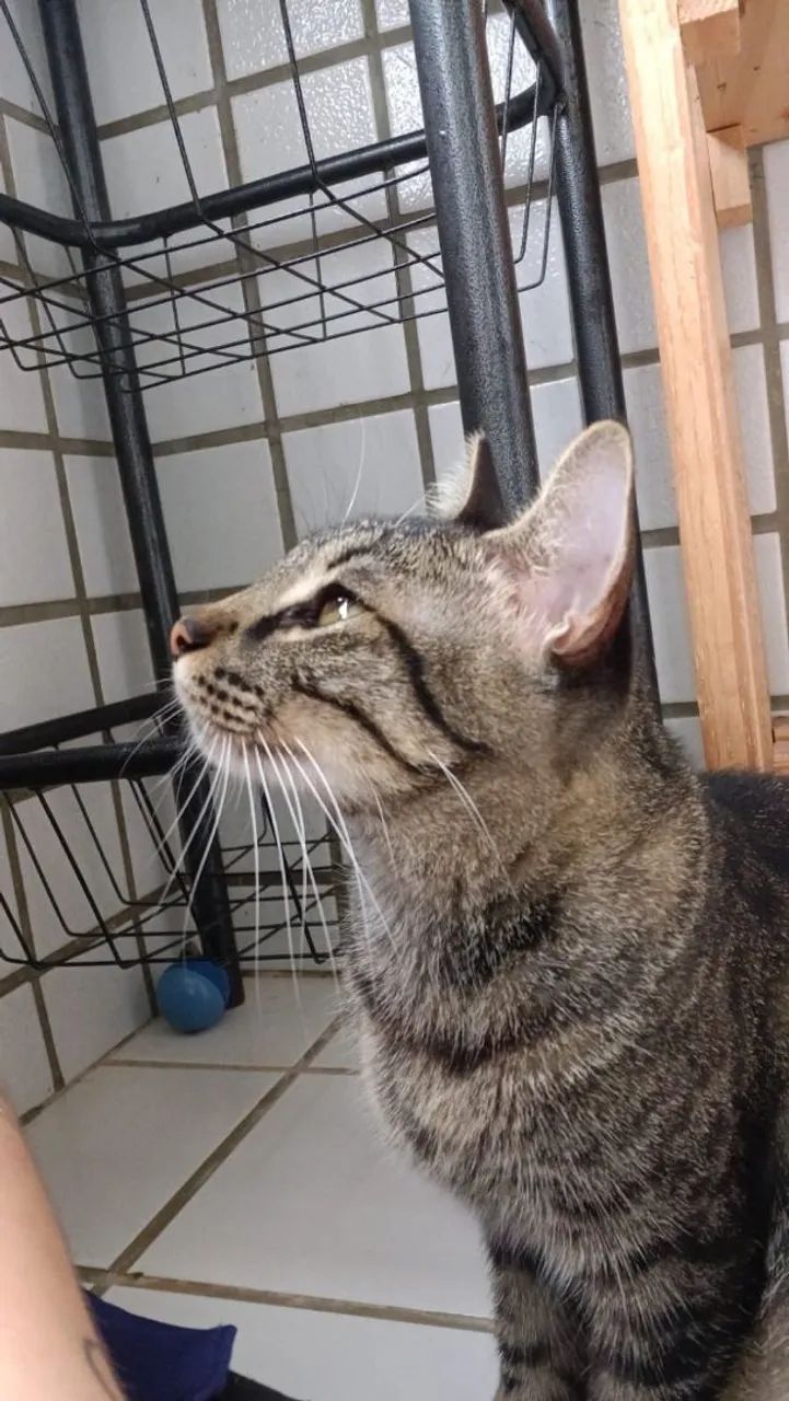 Gata para adoção - Ginga - Foto 3