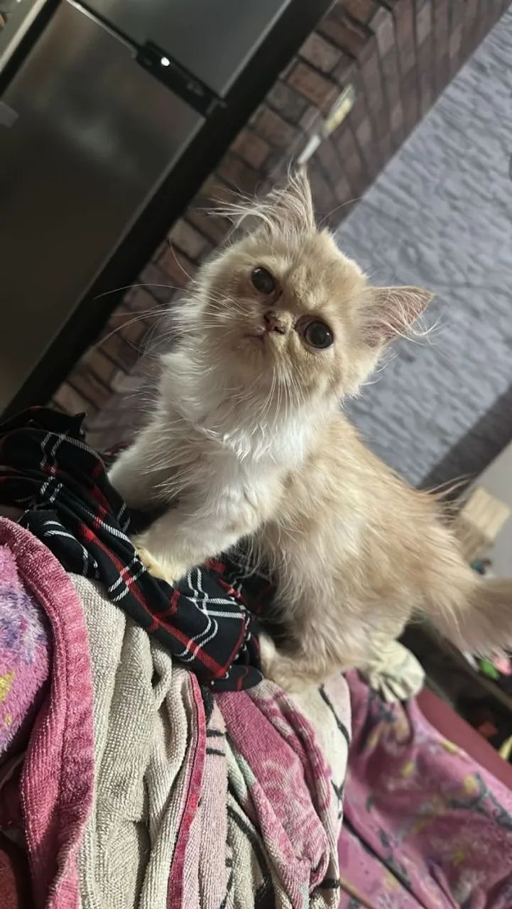 Filhote de gato persa  - Foto 2