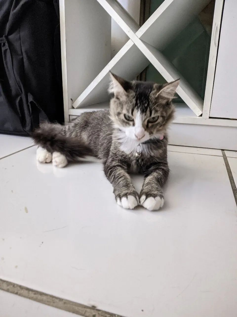 Gatinha Castrada para adoção  - Foto 3