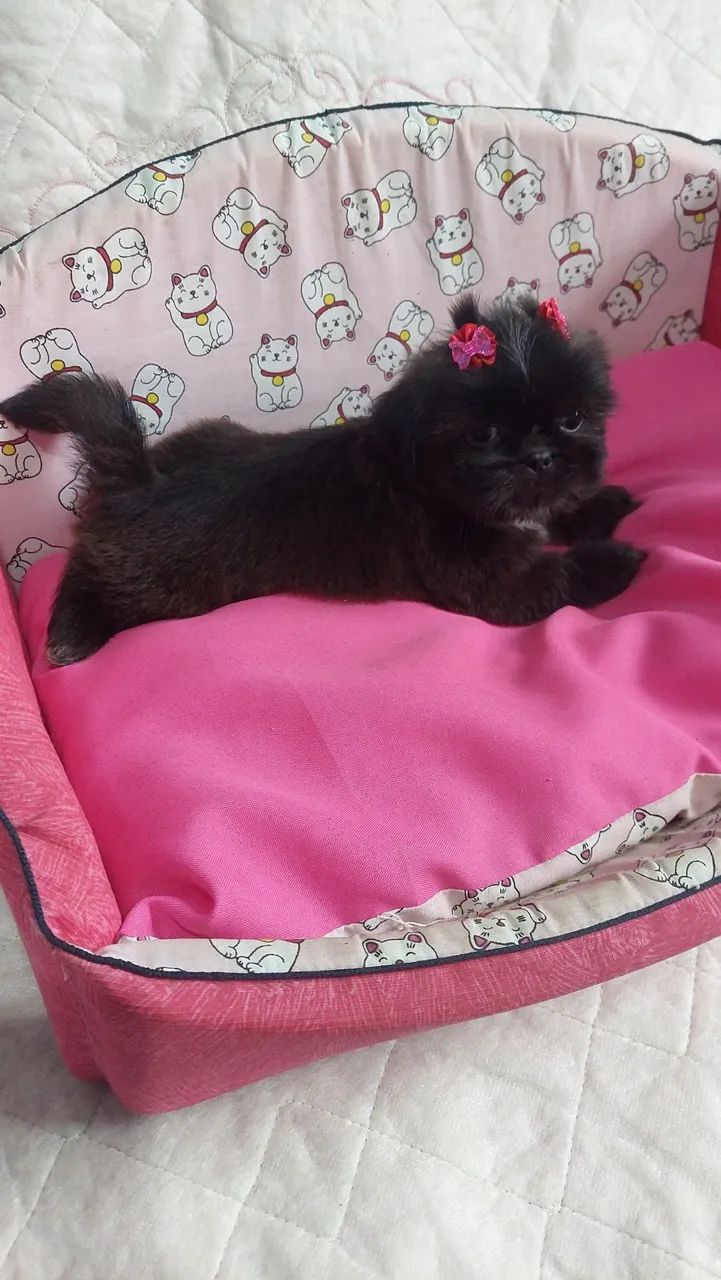Fêmea shihtzu  - Foto 4