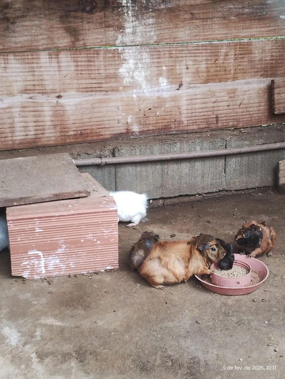 Porquinho da india para venda.  - Foto 5